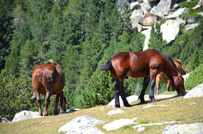 View of horses on rock