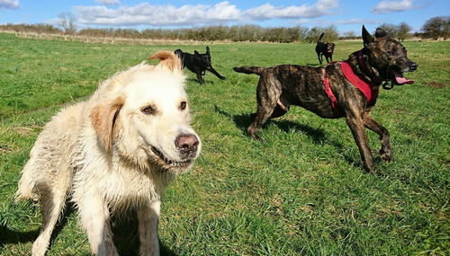 Dogs running on green field