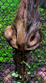 Close-up of tree trunk