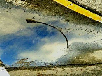Reflection of trees in puddle