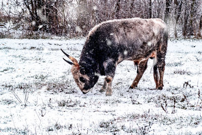 Full length of a horse on snow covered field