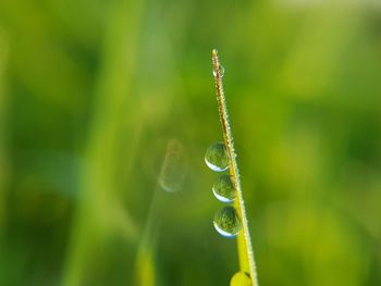 Close-up of fresh green grass