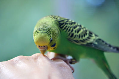 Parakeet on the human hand. close-up of bird