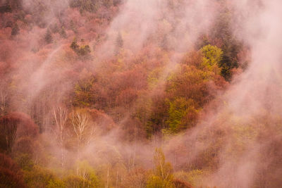 Trees in forest