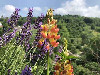 Close-up of purple flowering plants on field