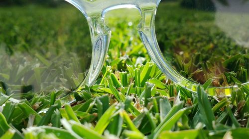 Close-up of grass