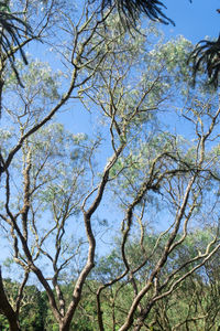 Low angle view of trees against clear blue sky