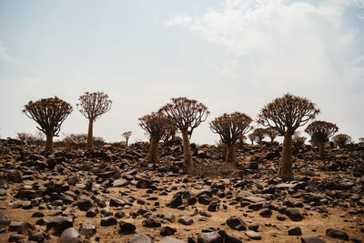 Plants growing on land against sky