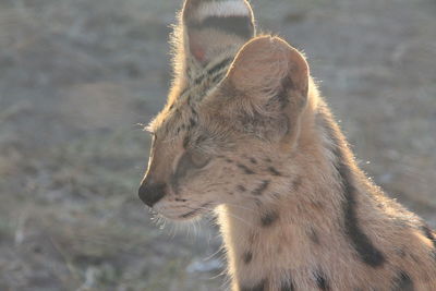 Close-up of giraffe