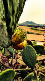 Close-up of prickly pear cactus