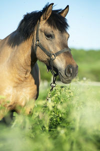 Horse standing on field