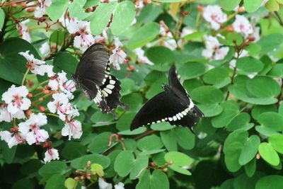 Close-up of butterfly pollinating on flower