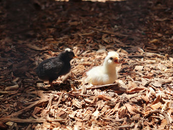 Close-up of birds in nest