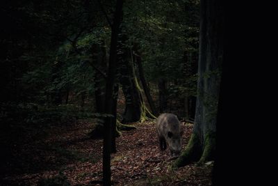Sheep in forest