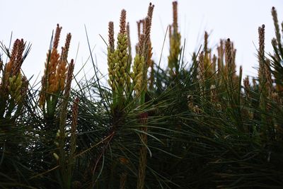 Close-up of plants growing in field