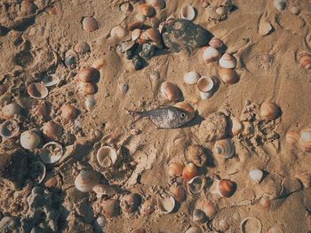 Close-up of sand seashell and fish