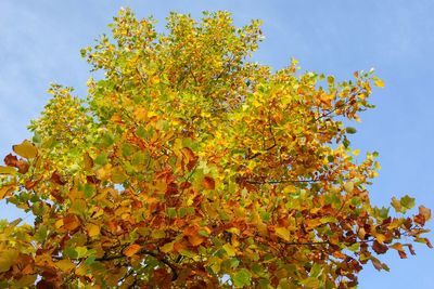 Low angle view of yellow flowering tree against sky