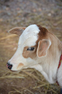 Beautiful little calf at dairy farm. newborn baby cow