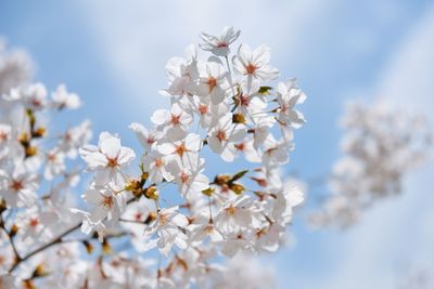 Close-up of plum blossoms on branch