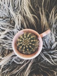 High angle view of succulent plant in pot