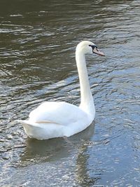 Swan in calm water