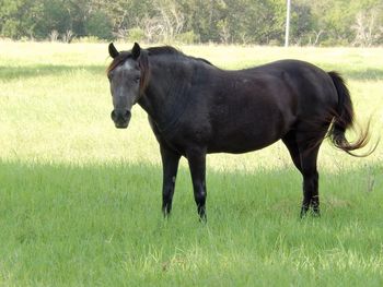 Horse grazing on grassy field