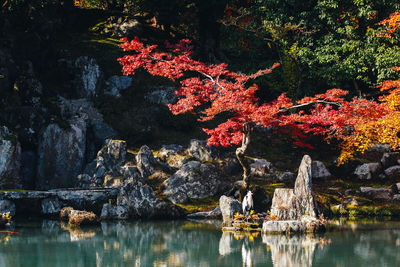 Autumn trees by rocks against lake