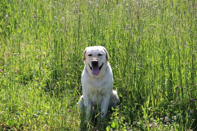 Portrait of a dog on field