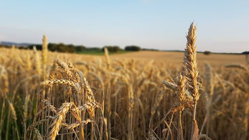 Close-up of stalks in field against sky