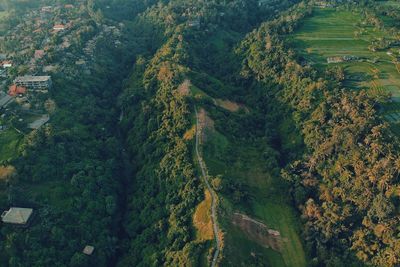 High angle view of trees on landscape