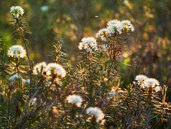Close-up of flowering plant on field