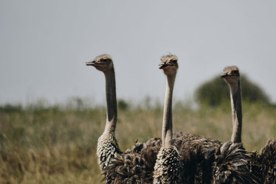 Close-up of birds on field against the sky