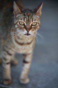 Close-up portrait of a cat