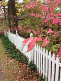 Red leaves on tree trunk