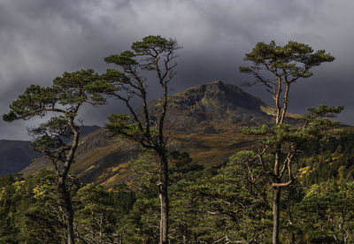 Low angle view of trees on mountain against sky