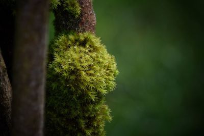 Close-up of grass growing on tree