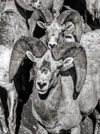 Close-up of bighorn sheep.