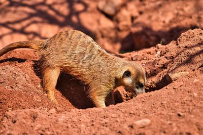 Meerkat digs a deep hole in the sand