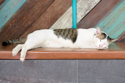 High angle view of cat sleeping on floor