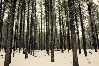 Trees in forest during winter