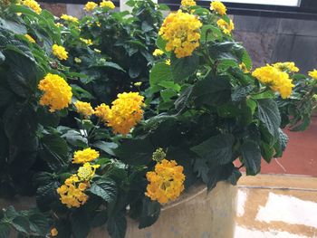 Close-up of yellow flowers