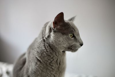 Close-up of a cat looking away