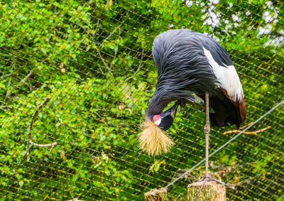 High angle view of bird on field