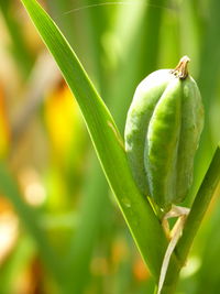 Close-up of fresh green plant