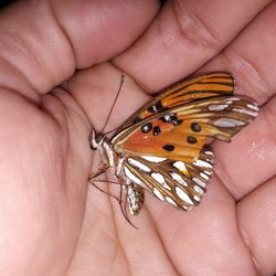 Close-up of butterfly on hand