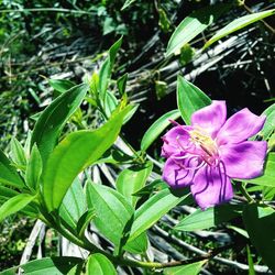 Close-up of flowers