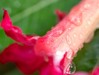 Close-up of water drops on pink flower