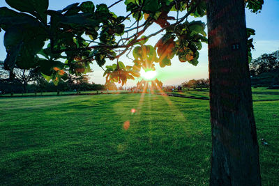 Trees on field against sky