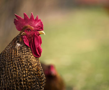 Close-up of rooster