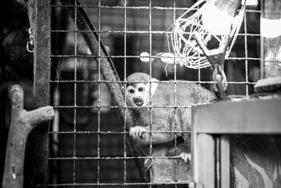 cage